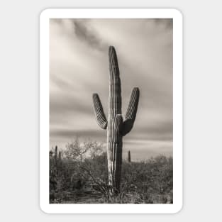 Saguaro Sticker